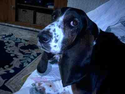 {short description of image}