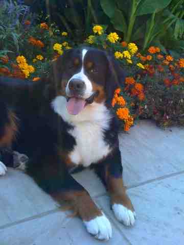 {short description of image}