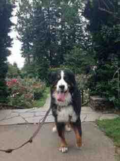 {short description of image}