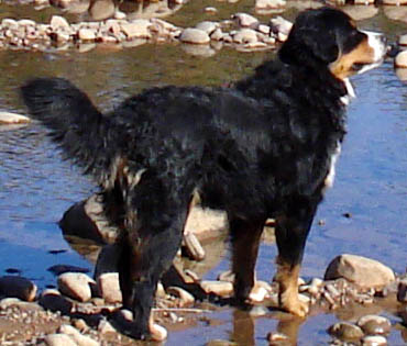 {short description of image}