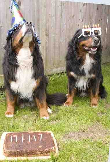 {short description of image}