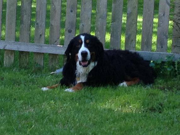 {short description of image}