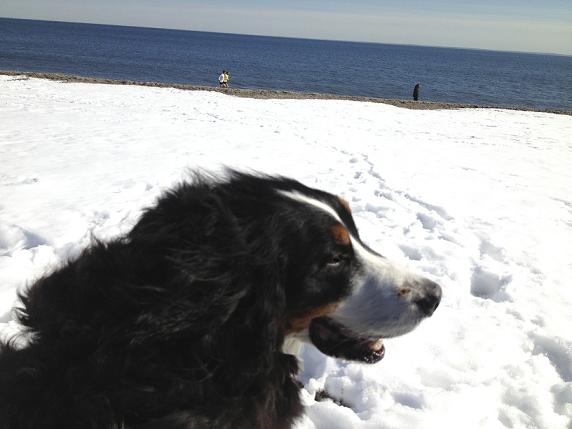 {short description of image}