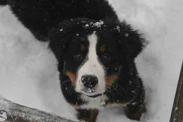 {short description of image}