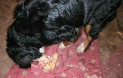 {short description of image}