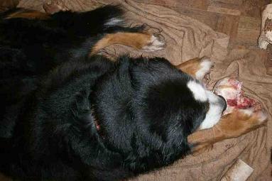 {short description of image}