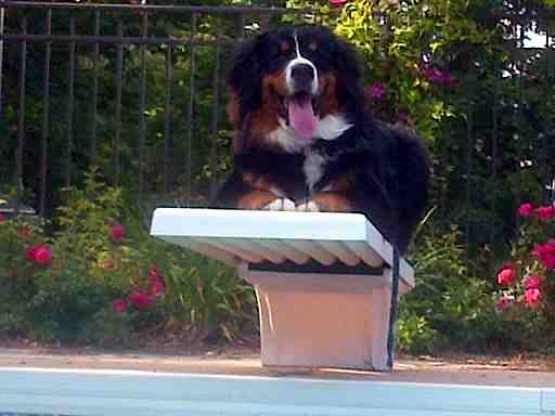 {short description of image}