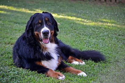 {short description of image}