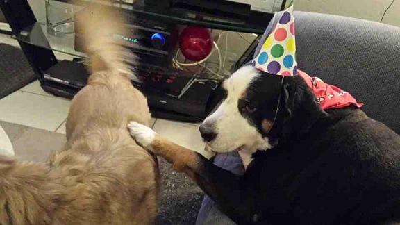 {short description of image}