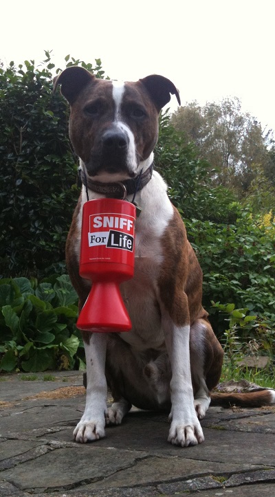 {short description of image}