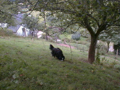Bernese and Cherries