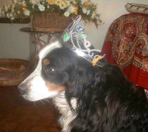 Birthday Berner Princess Sunny.