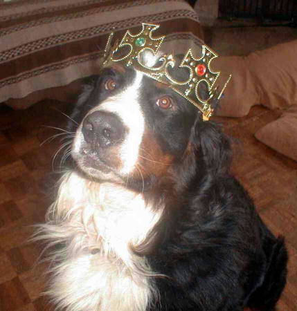 Bernese Mountain Dog, Simbo