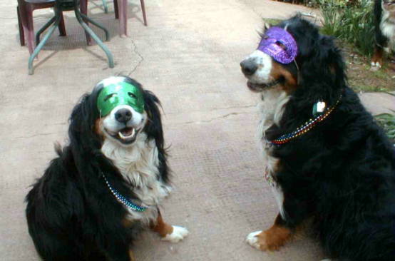 Bernese Mountain Dogs Sunny and Barney in party finery.