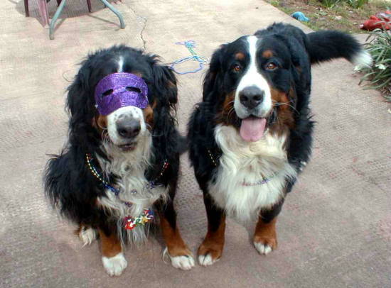 Barney and Bernese Party Pooper, Simmy.