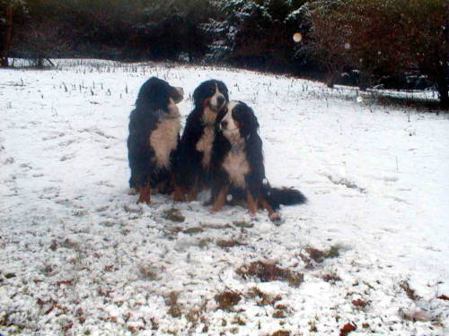 {short description of image}