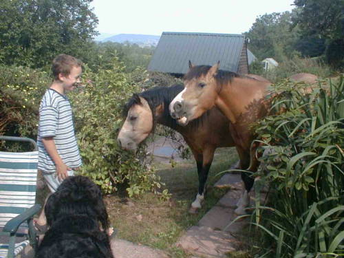 James, ponies and carrots!