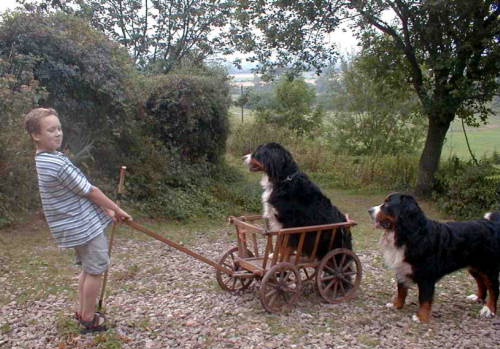 Bernese Mountain Dog Cartingf?