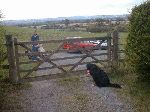 Birthday Bernese Sunny at the Gate!