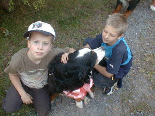 Birthday Berenese Mountain Dog Sunny and Friends