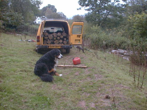 OK Barney Bernese Wood Gatherer!