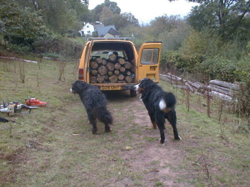 Bernese check the van!