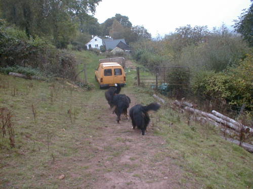 Bernese Mountain Dogs see the wood home!