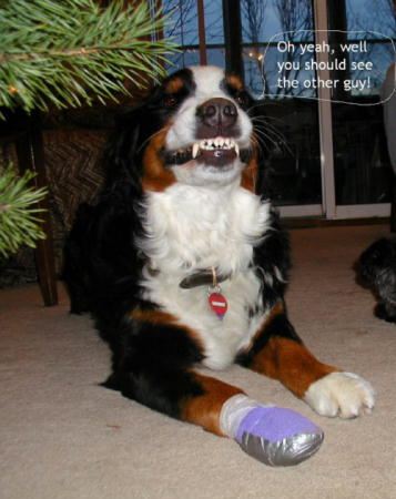 Bernese Mountain Dog Aeryn