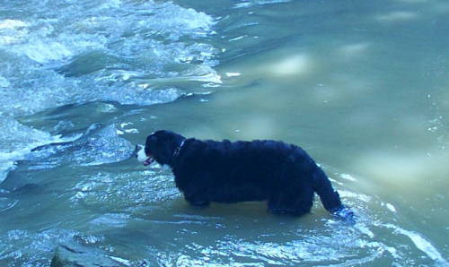 Berner Gertie takes the plunge