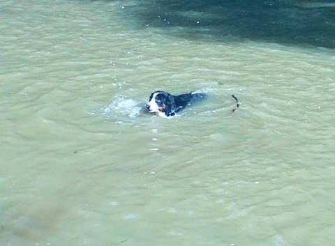 Bernese Gertie's first swim