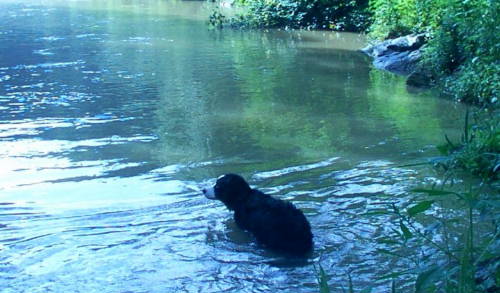 Beautiful BMD Gertie in the water