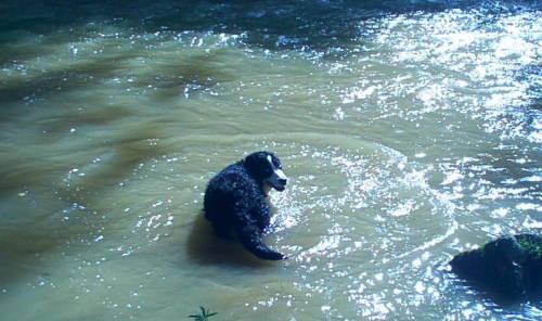 BMD's love the Water