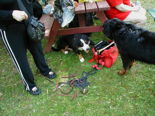 Veteran Bernese and Berner Pup