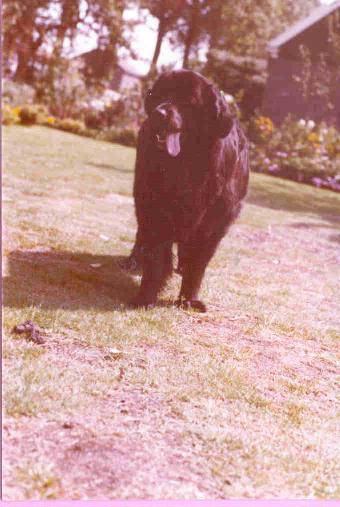 Newfie, Bandiet, sadly lost to canine histiocytosis