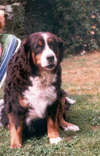 Bernese Mountain Dog, Boefjie, sadly lost to canine histiocytosis