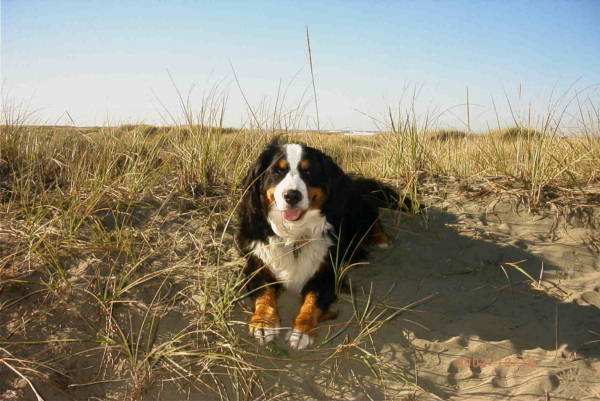 Babe Bernese Mountain Dog at the Ocean
