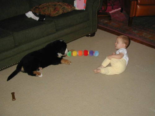 Hogan, Bernese Mountain Dog Puppy