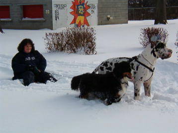 Bernese Mountain Dog Asher