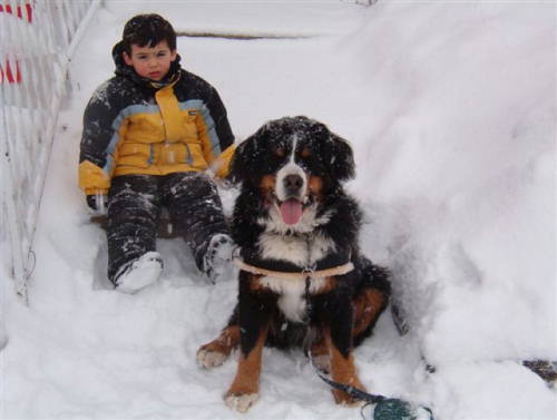 Bernese Mountain Dog, Asher