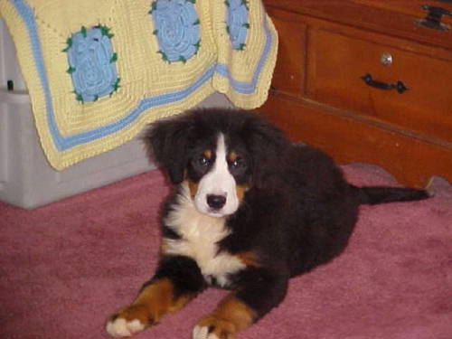Bernese Puppy