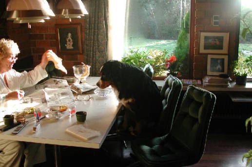 Spoiled Berner enjoys breakfast