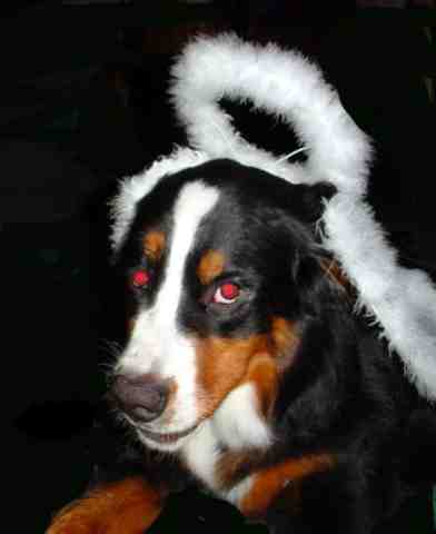 Hazel, Bernese Mountain Dog Angel?