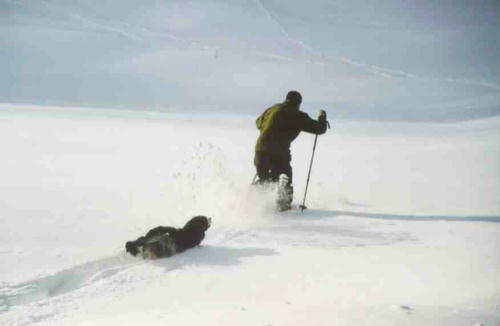 Bernese Mountain Dogs love the snow