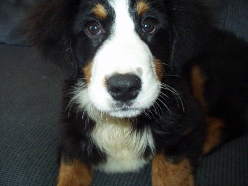 Dasha, Bernese Mountain Dog  is home