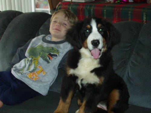 Dasha's new friend, Bernese Mountain Dogs love children.