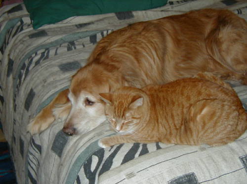 Golden Retriever, Abe, with Opie the Cat