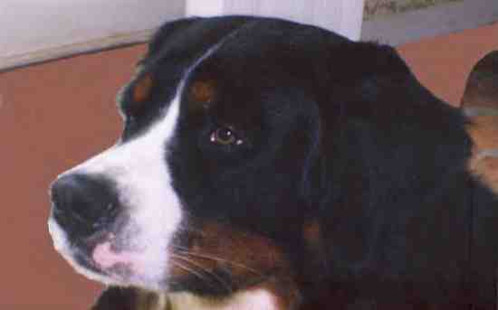 Bernese Mountain Doh Arrow sadly lost to Malignant Histiocytosis