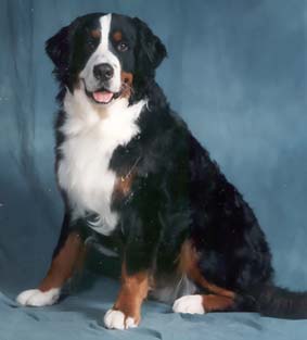 Bernese Mountain Dog, Bailey