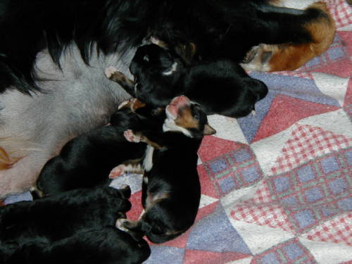 Bernese Pups in a pile