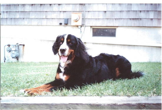 Bernese Mountain Dog, Barney, sadly lost to Histiocytosis